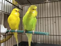 Jumbo Muhabbet Kuşları Çiftler