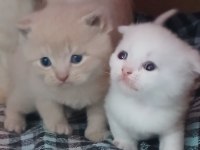 Biz 4 kardeş kediyiz ki