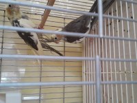 Yavru Sultan Papağanı