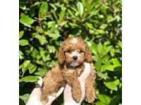 Ev Ortamında Poodle Yavrular