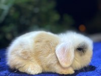 Safkan Evcil Yavru Tavşanlar Her Yere Gönderim