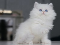 Full Şecereli Babadan Teslime Hazır British Longhair Erkek