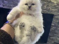 Safkan British Shorthair Yavrularımız