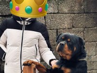 Yakışıklı Bir Erkek Rottweiler