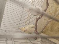 Yavru Almaya Hazır Özel Takım Sultan Papağanı