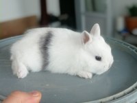 Cüce tavşan (nedherland dwarf)