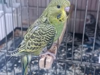 30 Günlük Ele Kola Alıştırmalık Muhabbet Kuşları