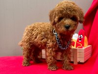 Safkan toy poodle yavruları