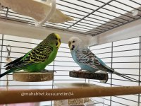 Yavru konuşturmak için eğitim verilecek muhabbet kuşlar