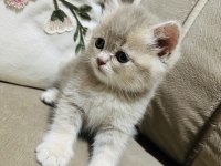 Yavru kedimize yuva arıyoruz