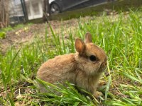 Safkan Cüce Tavşanlar Her İle Gönderim