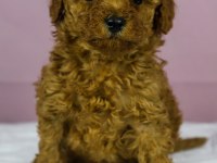 Red Brown Toy Poodle Bebeklerim