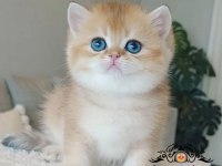 Çek bebeksi tenimi çek golden british shorthair
