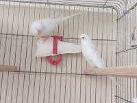 Albino takım muhabbet kuşu