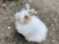 Aslanbaş Güzeli Dişi Tavşanımız