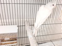 Dişi albino sultan papağanı