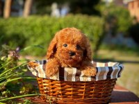 Toy Poodle Yavrular Aynı Gün Gönderim Ve Kapıda Ödeme