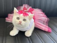 Orjinal yüz hatlarına sahip ayı surat top kafa british kedimiz