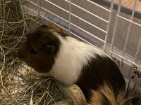5 Aylık Guinea Pig Çifti