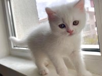1,5 Aylık Yavru Beyaz British Shorthair