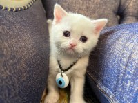 British Yavrularımız