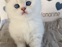 İnci gibi ışıldayan silver british shorthair ns1133