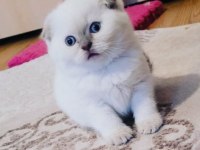 Koca Kafalı Scottish Fold Miniğim