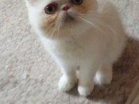 Safkan 2 Aylık Bicolor Erkek Yavru Kedimiz