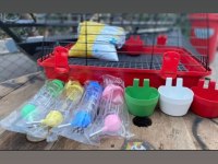 Hollanda Mini Ve Cüce Yavru Tavşanlar Her Yere Gönderilir