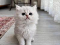 Kendi Kedimin Yavruları