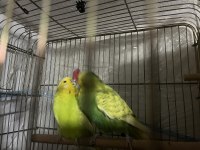 Show Takım Muhabbet Kuşu