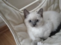 Küçük minik ragdoll kalpler ailelerini sabırsızlıkla bekliyor