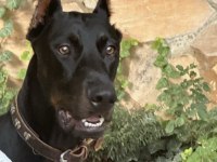 Ülkenin en asil yakışıklı dobermanı