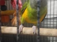 Full Evcil 6 Aylık Yavru Senegal Papağanı