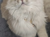 Scottish Fold Lynx Point