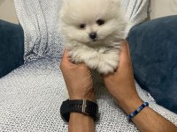 A kalite pomeranian çanta boy