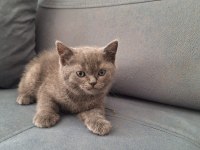 British yavru kediler