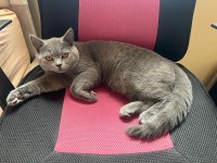 Tüm Eşyaları İle 5 Aylık Erkek British Shorthair