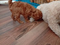 Safkan Red Brown Teacup Poodle