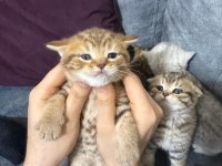 2 Aylık British Yavrularımız Yuvasını Arıyor