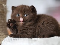 Çikolata Kardeşler Chocolate British Shorthair