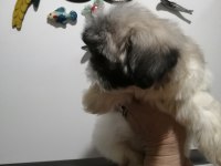 Shih Tzu Dişi Bebeklerimiz