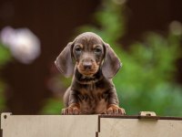 Dachshund Sosis Köpek Yavrularımız