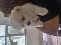 2 Aylık Pomeranian Yavrular