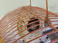 Ev Sıcaklığında Beslenen Hint Bülbülleri 1-2-3 Aylık