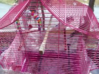 Bir Çift Muhabbet Kuşumuz