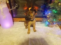 Belçika Malinois Yavruları