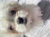 1 ocak doğumlu kore maltese yavrumuz evde büyüdü uysal ve tuvalet eğitimi var