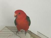 Avustralya Kral Papağanı Evcil Kapalı Bilezikli