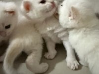 Safkan Şampiyon Yavru Kediler